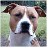 dit is me hond leuk he
