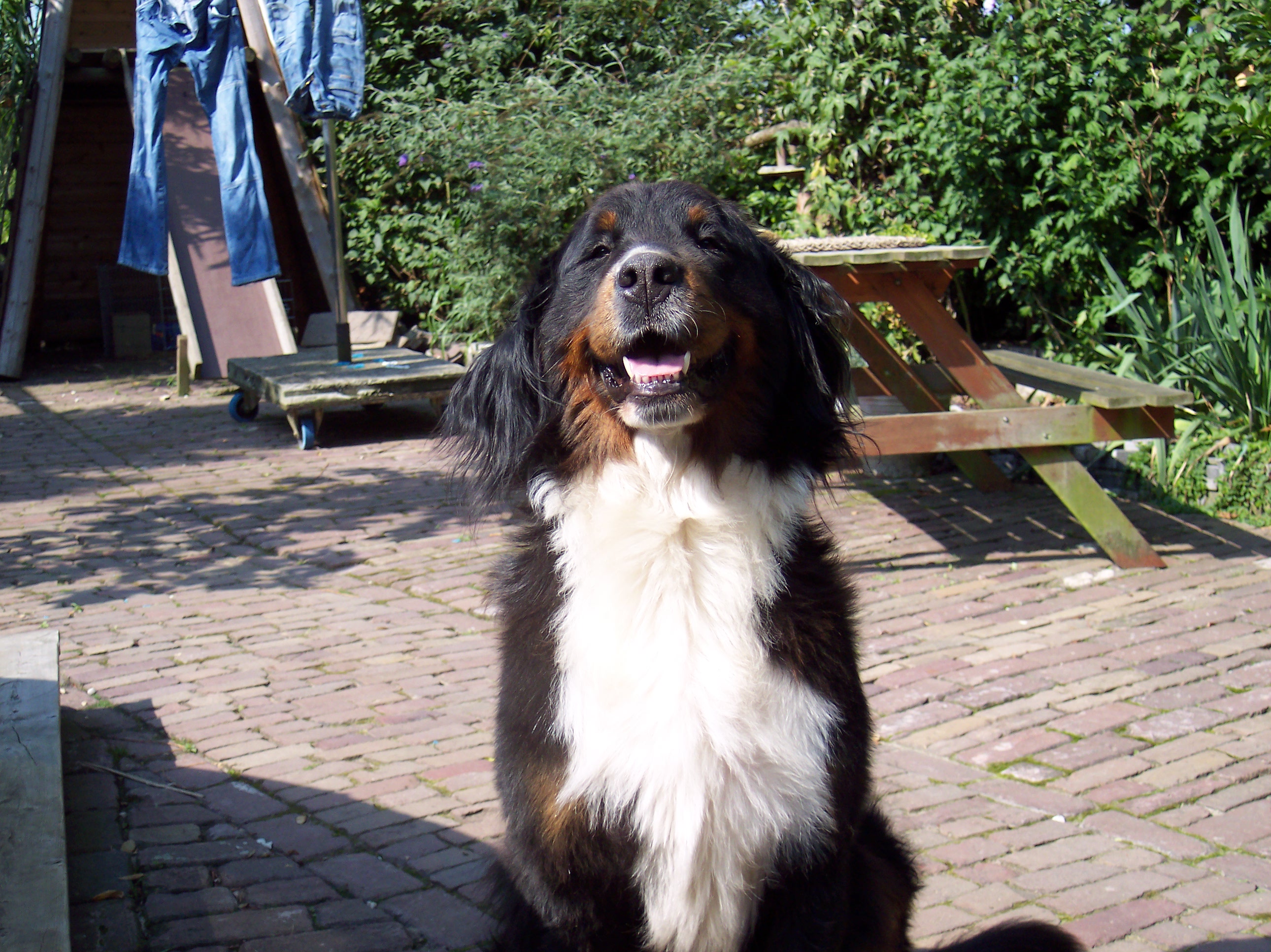 bella.. h0ndjee van sanne en tijme.. 0h lieff :D