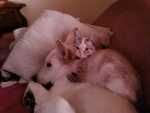 me hond en kat