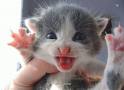 Katjee!