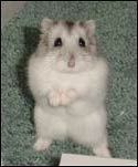 Hamster!!