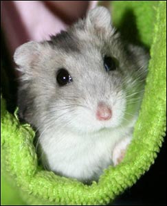 Hamster!