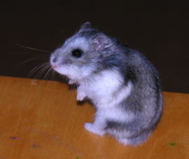 hamster!!!