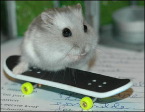 Stoere Hamster!!!