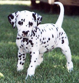 dit is een dalmatier