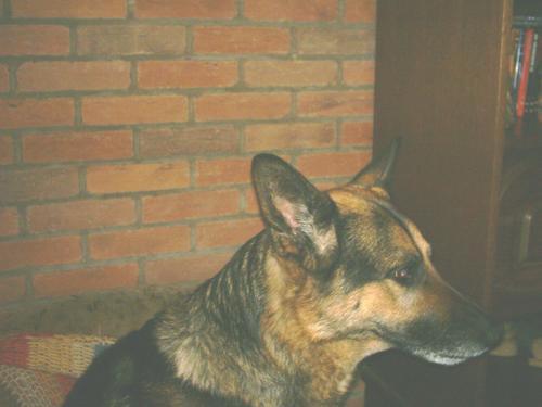 mijn hond chicco