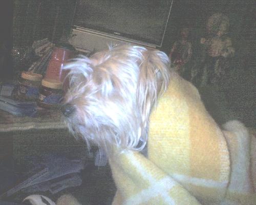 mijn hond smiley