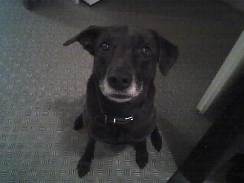 Banjo me hond...!!!