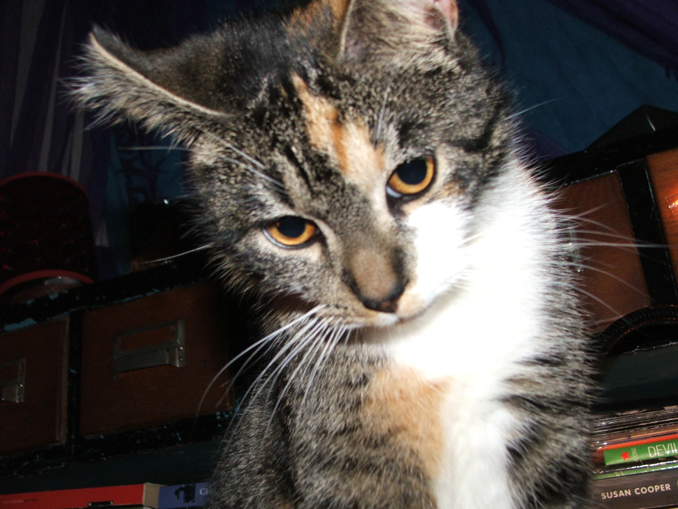 luna (poes)