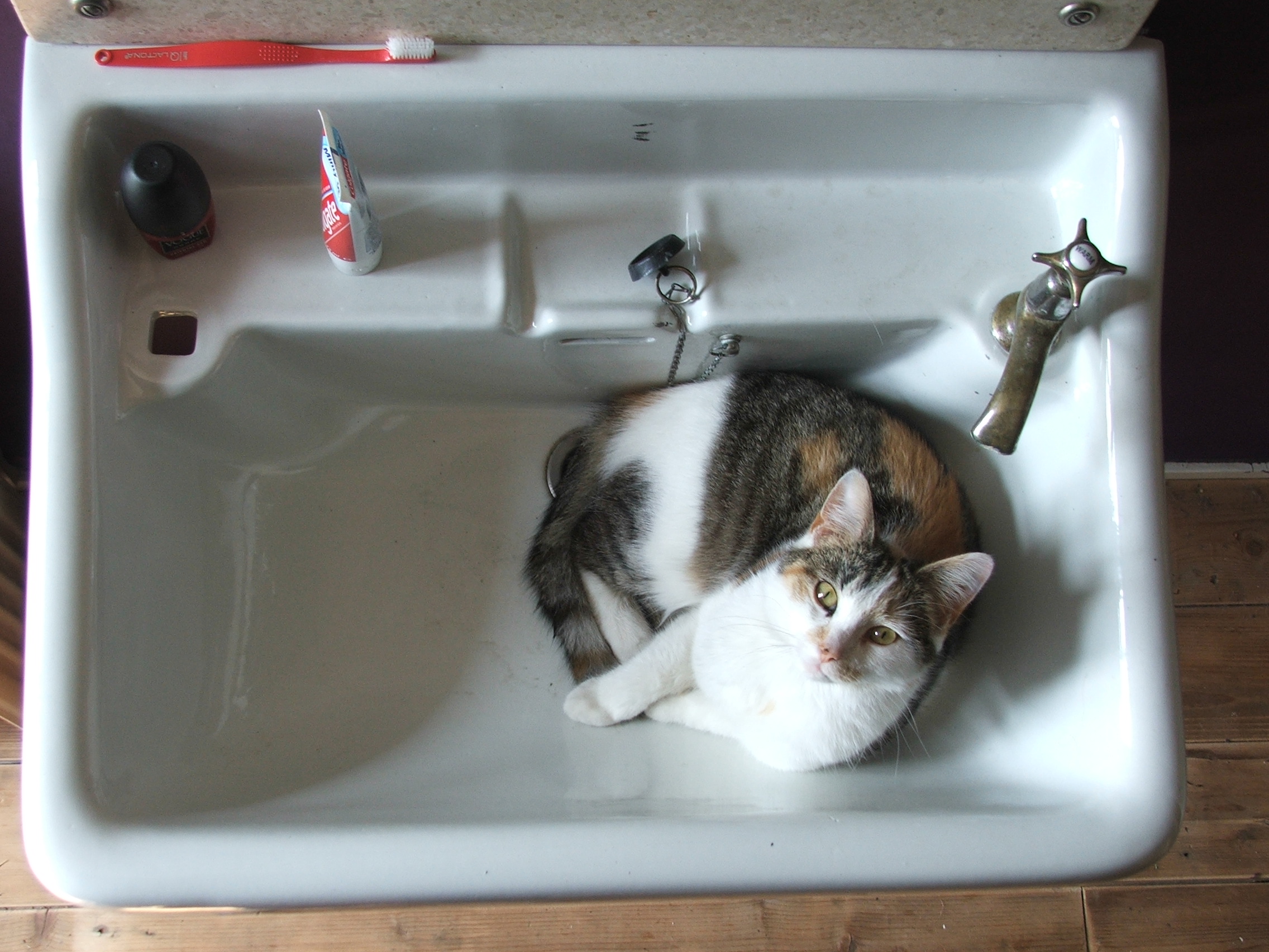 vlootje in de was bak (poes)