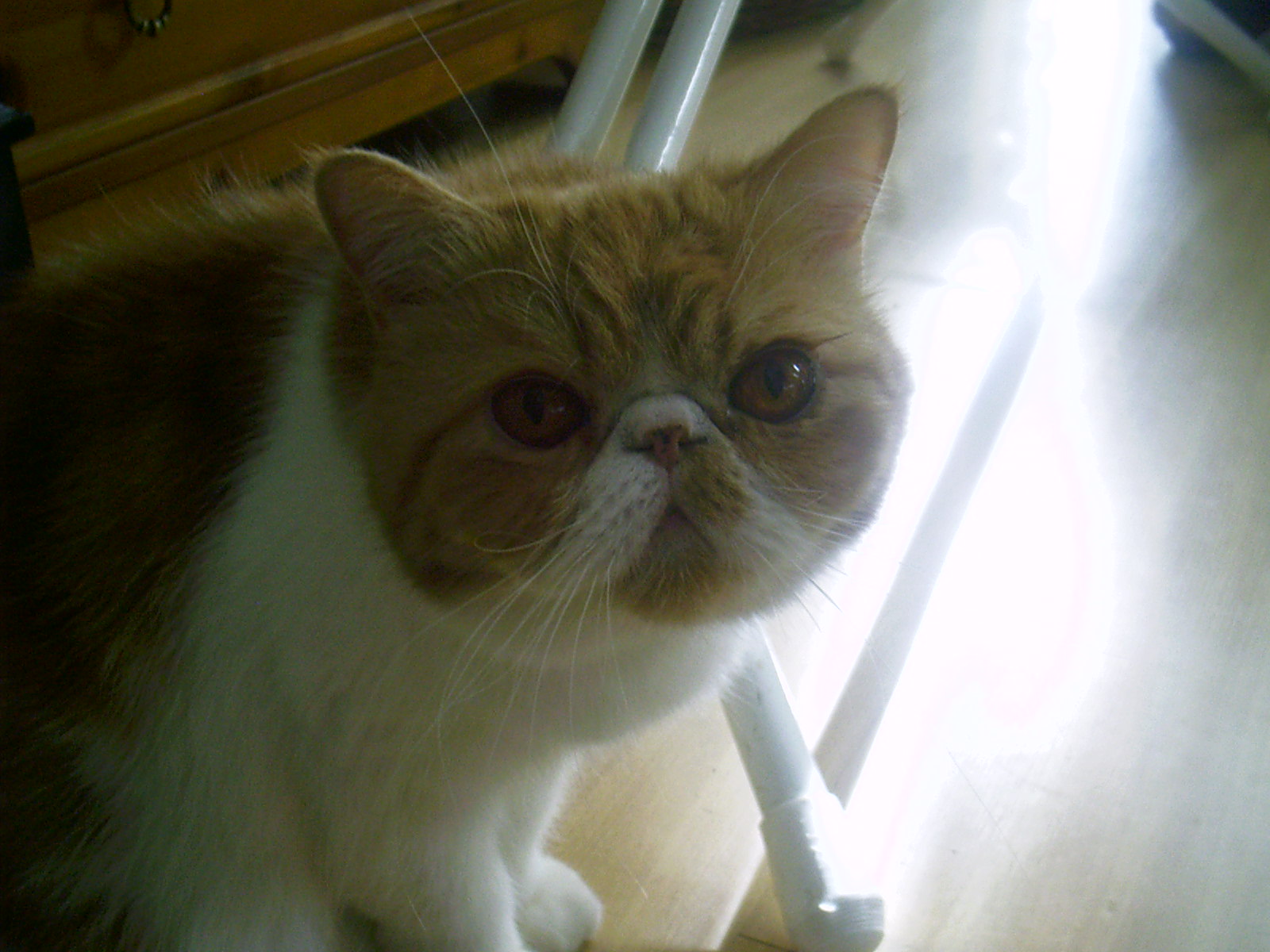 Special (L)