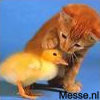 gEwoOn plAAtjE