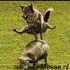 NoG plAAtjE