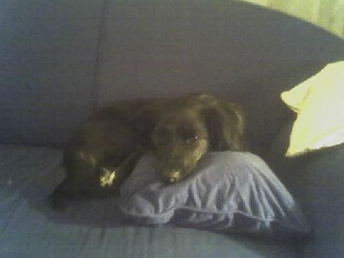 gussje...(me hond)