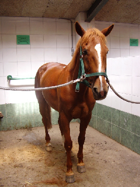 dezen paarden zijn van manege poelenburg