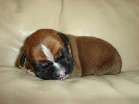 lief hondje