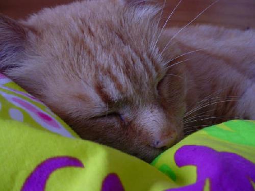 Slapende Edjee<333 *lief lief lief*