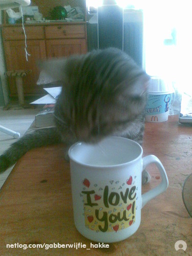 me lieve poesje
