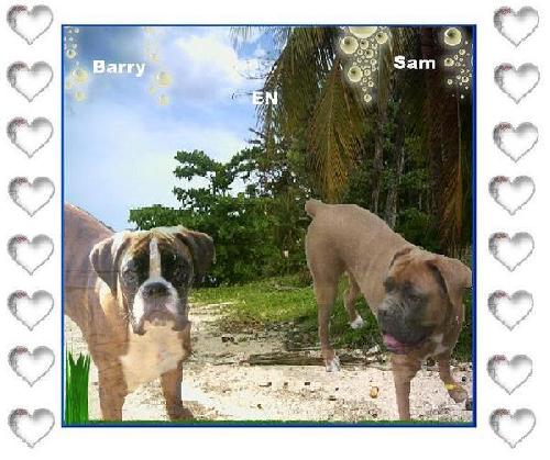 onze doggy :love: woei :love: