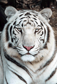 when � become rich,,,, this in my backyard!