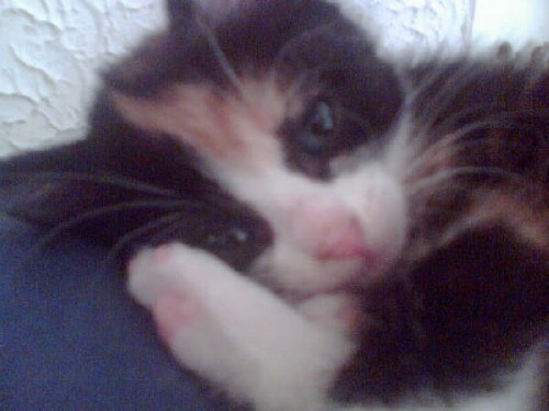 dit is nog een van mijn katten,kirby,net 1jaar oud