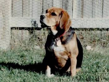 Mii lievelings hond