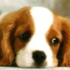 Sweet hondje