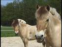 my fjordjes LOVE UU !!