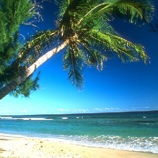 tropical beach